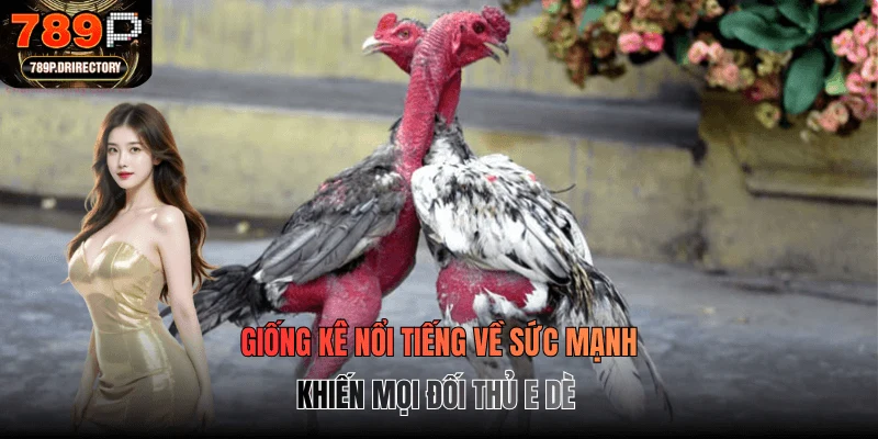 Giống kê nổi tiếng về sức mạnh khiến mọi đối thủ e dè